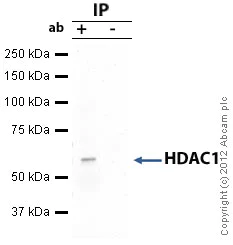Immunoprecipitation - Anti-HDAC1 antibody - Nuclear Loading Control (AB7028)