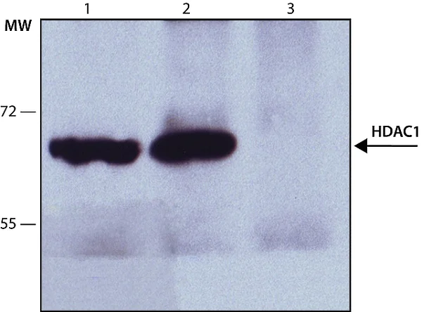 Immunoprecipitation - Anti-HDAC1 antibody - Nuclear Loading Control (AB7028)