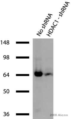 Western blot - Anti-HDAC1 antibody - Nuclear Loading Control (AB7028)