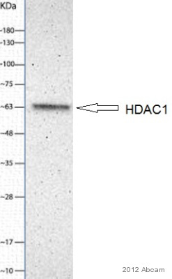 Western blot - Anti-HDAC1 antibody - Nuclear Loading Control (ab7028), expandable thumbnail