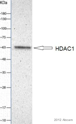 Western blot - Anti-HDAC1 antibody - Nuclear Loading Control (AB7028)