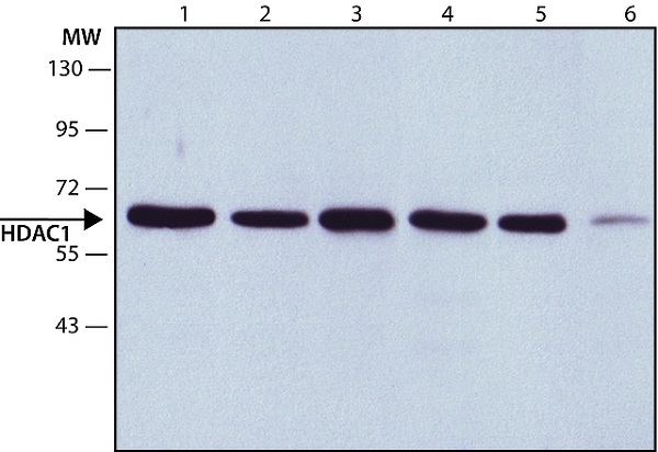 Western blot - Anti-HDAC1 antibody - Nuclear Loading Control (AB7028), expandable thumbnail