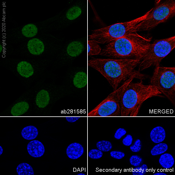 Immunocytochemistry/ Immunofluorescence - Anti-HDAC1 antibody [RM1004] - Nuclear Loading Control (ab281585), expandable thumbnail