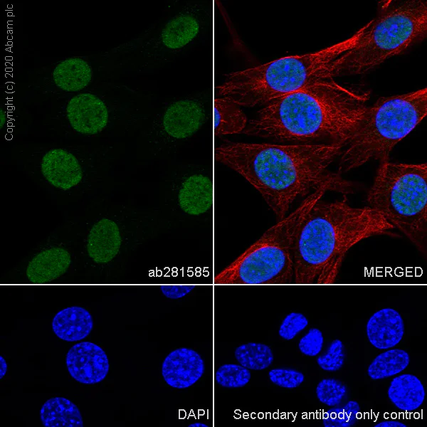 Immunocytochemistry/ Immunofluorescence - Anti-HDAC1 antibody [RM1004] - Nuclear Loading Control (AB281585)