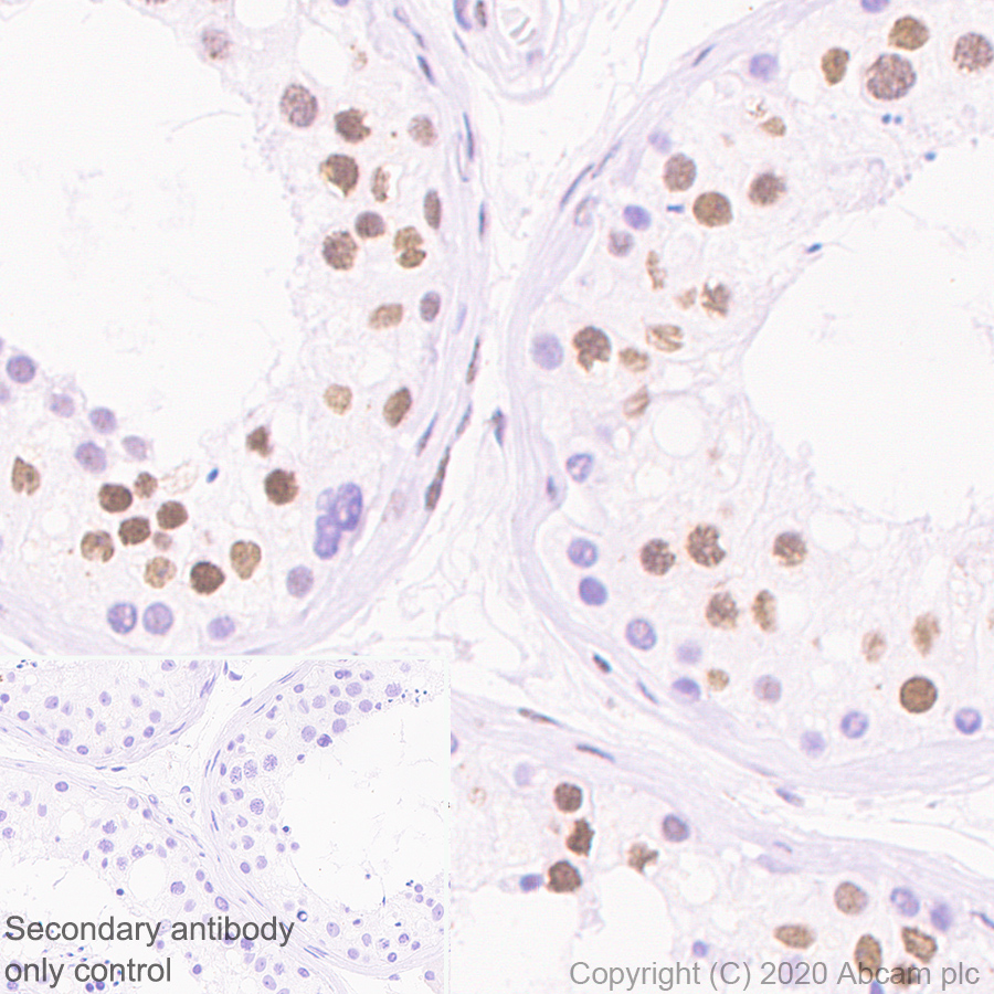 Immunohistochemistry (Formalin/PFA-fixed paraffin-embedded sections) - Anti-HDAC1 antibody [RM1004] - Nuclear Loading Control (AB281585), expandable thumbnail