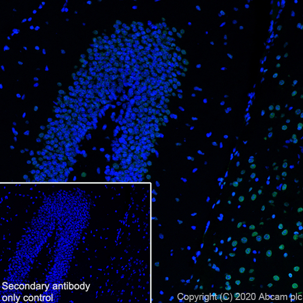 Immunohistochemistry (Frozen sections) - Anti-HDAC1 antibody [RM1004] (ab281585), expandable thumbnail