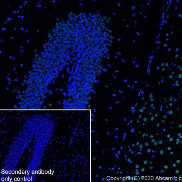 Immunohistochemistry (Frozen sections) - Anti-HDAC1 antibody [RM1004] - Nuclear Loading Control (AB281585)