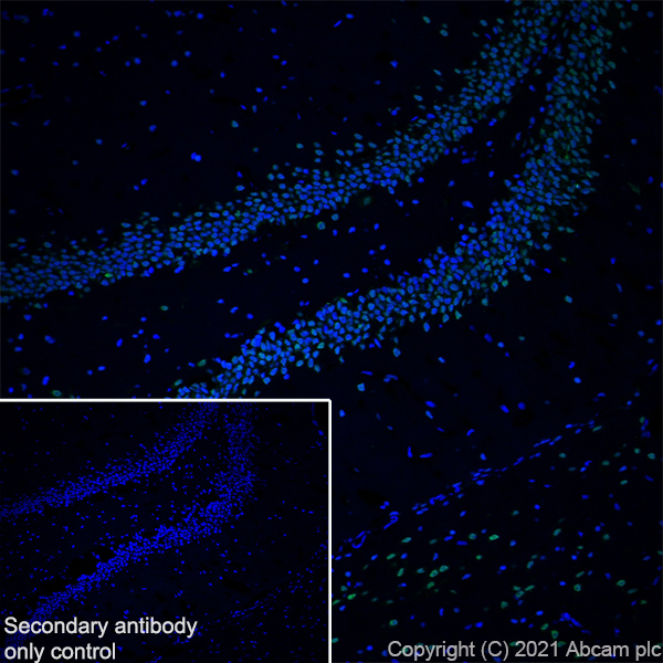 Immunohistochemistry (Frozen sections) - Anti-HDAC1 antibody [RM1004] (ab281585), expandable thumbnail