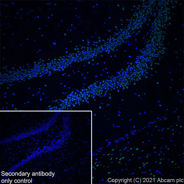 Immunohistochemistry (Frozen sections) - Anti-HDAC1 antibody [RM1004] - Nuclear Loading Control (AB281585)