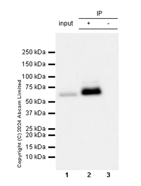 Immunoprecipitation - Anti-HDAC1 antibody [RM1004] - Nuclear Loading Control (AB281585)
