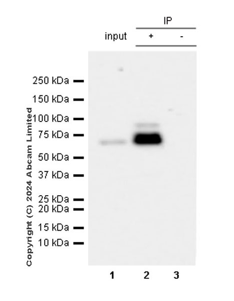 Immunoprecipitation - Anti-HDAC1 antibody [RM1004] - Nuclear Loading Control (ab281585), expandable thumbnail
