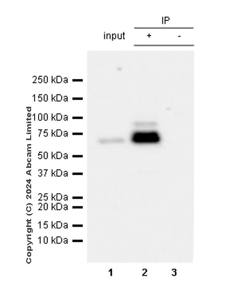 Immunoprecipitation - Anti-HDAC1 antibody [RM1004] - Nuclear Loading Control (AB281585)