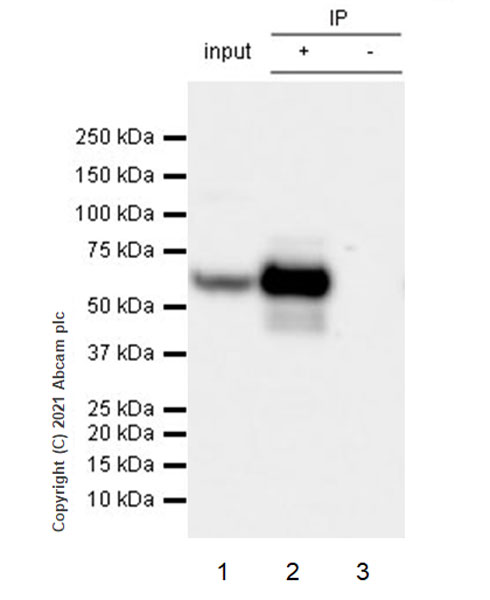 Immunoprecipitation - Anti-HDAC1 antibody [RM1004] - Nuclear Loading Control (AB281585), expandable thumbnail