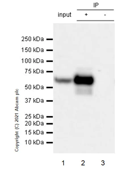 Immunoprecipitation - Anti-HDAC1 antibody [RM1004] - Nuclear Loading Control (AB281585)