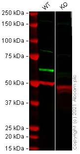 Western blot - Anti-HDAC1 antibody [RM1004] - Nuclear Loading Control (AB281585)