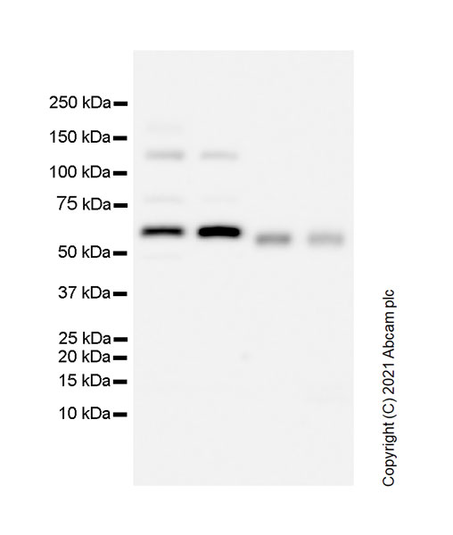 Western blot - Anti-HDAC1 antibody [RM1004] - Nuclear Loading Control (AB281585), expandable thumbnail