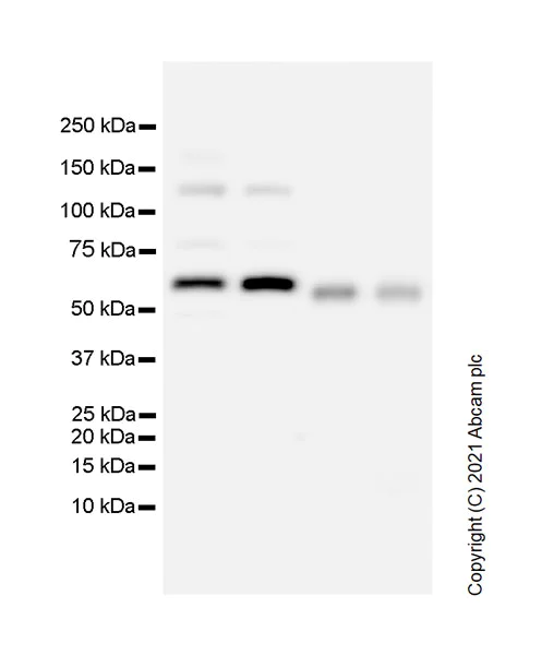 Western blot - Anti-HDAC1 antibody [RM1004] - Nuclear Loading Control (AB281585)