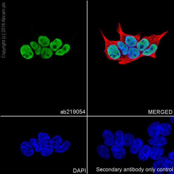 Immunocytochemistry/ Immunofluorescence - Anti-HDAC1 + HDAC2 antibody [EPR20327] (AB219054), expandable thumbnail