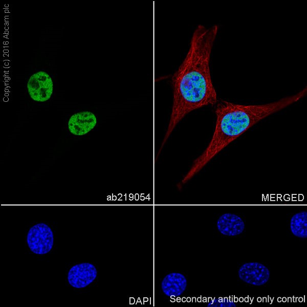 Immunocytochemistry/ Immunofluorescence - Anti-HDAC1 + HDAC2 antibody [EPR20327] (ab219054), expandable thumbnail