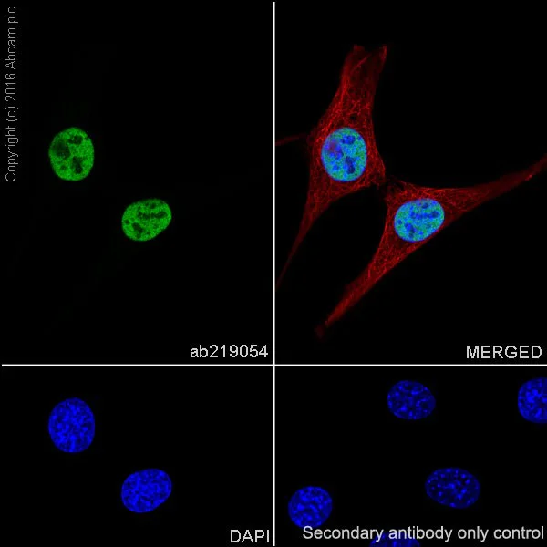 Immunocytochemistry/ Immunofluorescence - Anti-HDAC1 + HDAC2 antibody [EPR20327] (AB219054)