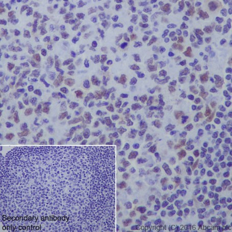 Immunohistochemistry (Formalin/PFA-fixed paraffin-embedded sections) - Anti-HDAC1 + HDAC2 antibody [EPR20327] (ab219054), expandable thumbnail