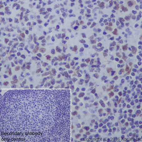 Immunohistochemistry (Formalin/PFA-fixed paraffin-embedded sections) - Anti-HDAC1 + HDAC2 antibody [EPR20327] (AB219054)