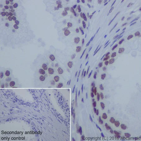 Immunohistochemistry (Formalin/PFA-fixed paraffin-embedded sections) - Anti-HDAC1 + HDAC2 antibody [EPR20327] (AB219054)