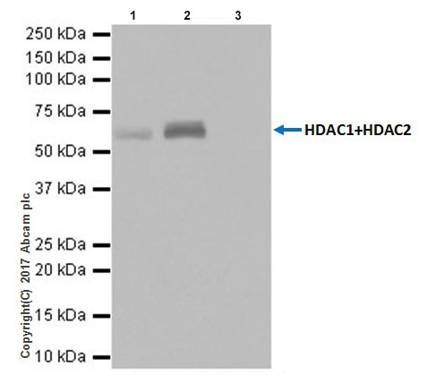 Immunoprecipitation - Anti-HDAC1 + HDAC2 antibody [EPR20327] (ab219054), expandable thumbnail