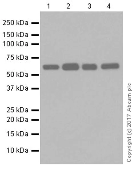 Western blot - Anti-HDAC1 + HDAC2 antibody [EPR20327] (AB219054)