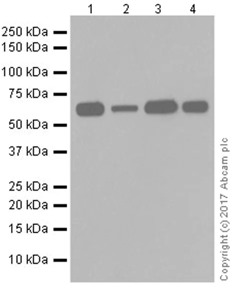 Western blot - Anti-HDAC1 + HDAC2 antibody [EPR20327] (AB219054)