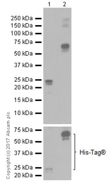 Western blot - Anti-HDAC1 + HDAC2 antibody [EPR20327] (AB219054), expandable thumbnail