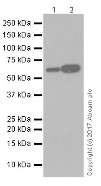 Western blot - Anti-HDAC1 + HDAC2 antibody [EPR20327] (AB219054)