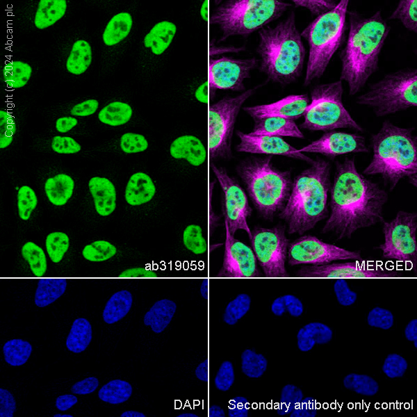 Immunocytochemistry/ Immunofluorescence - Anti-HDAC1 + HDAC2 + HDAC3 + HDAC8 antibody [RM1172] - BSA and Azide free (ab319060), expandable thumbnail