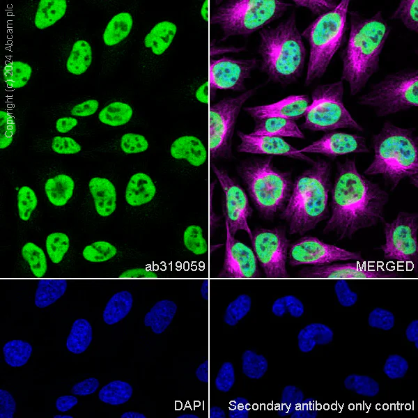Immunocytochemistry/ Immunofluorescence - Anti-HDAC1 + HDAC2 + HDAC3 + HDAC8 antibody [RM1172] - BSA and Azide free (AB319060)