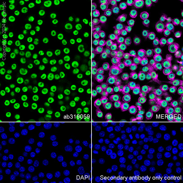 Immunocytochemistry/ Immunofluorescence - Anti-HDAC1 + HDAC2 + HDAC3 + HDAC8 antibody [RM1172] - BSA and Azide free (ab319060), expandable thumbnail