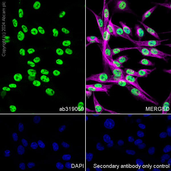 Immunocytochemistry/ Immunofluorescence - Anti-HDAC1 + HDAC2 + HDAC3 + HDAC8 antibody [RM1172] - BSA and Azide free (AB319060), expandable thumbnail