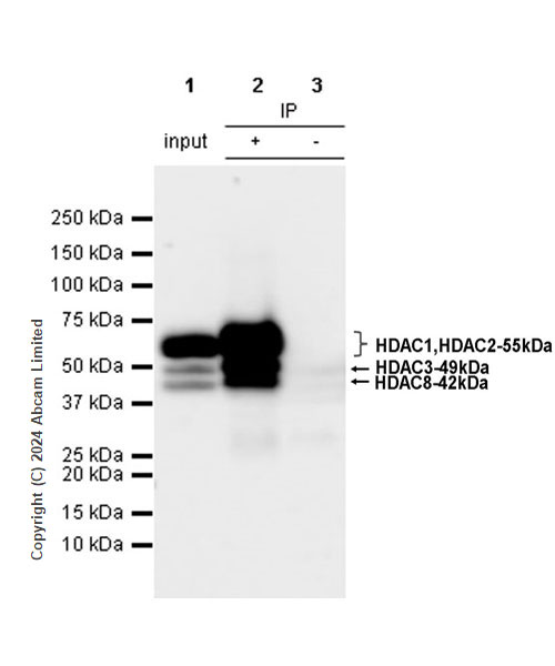 Immunoprecipitation - Anti-HDAC1 + HDAC2 + HDAC3 + HDAC8 antibody [RM1172] - BSA and Azide free (ab319060), expandable thumbnail