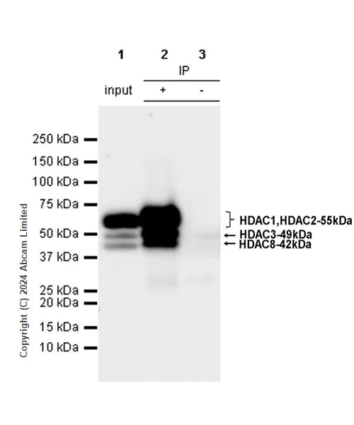 Immunoprecipitation - Anti-HDAC1 + HDAC2 + HDAC3 + HDAC8 antibody [RM1172] - BSA and Azide free (AB319060)
