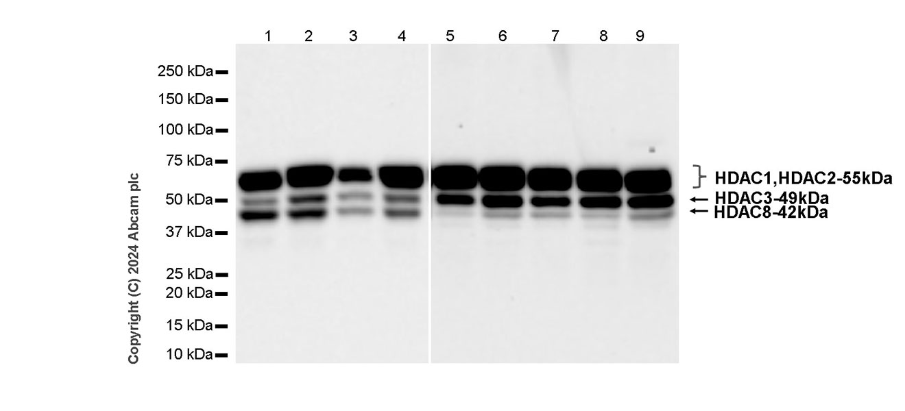 Western blot - Anti-HDAC1 + HDAC2 + HDAC3 + HDAC8 antibody [RM1172] - BSA and Azide free (ab319060), expandable thumbnail