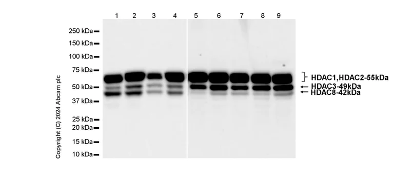 Western blot - Anti-HDAC1 + HDAC2 + HDAC3 + HDAC8 antibody [RM1172] - BSA and Azide free (AB319060)