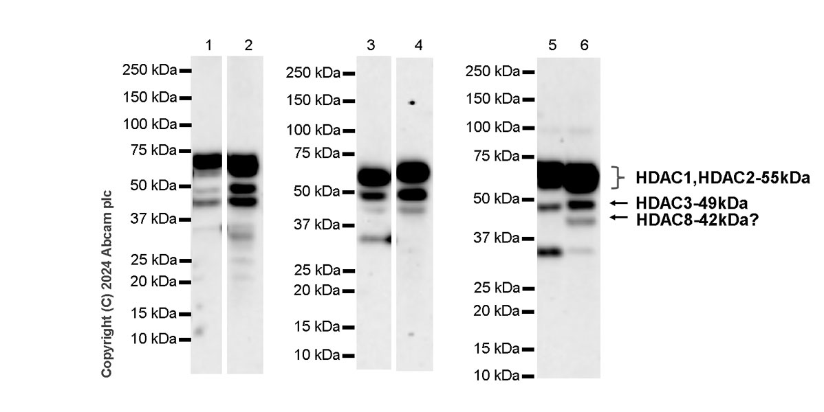 Western blot - Anti-HDAC1 + HDAC2 + HDAC3 + HDAC8 antibody [RM1172] - BSA and Azide free (ab319060), expandable thumbnail