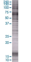 HDAC1 overexpression 293T lysate (whole cell)