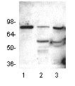 Western blot - Anti-HDAC10 antibody (AB18971)