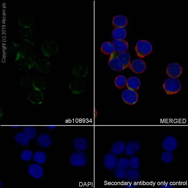 Immunocytochemistry/ Immunofluorescence - Anti-HDAC10 antibody [EPR3576] (AB108934)