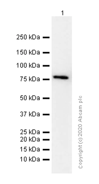 Western blot - Anti-HDAC10 antibody [EPR3576] (AB108934)