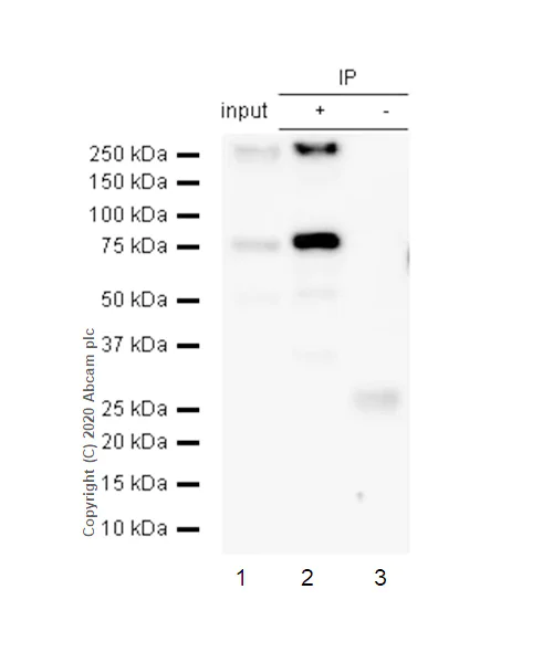 Immunoprecipitation - Anti-HDAC10 antibody [EPR3576] - BSA and Azide free (AB247718)