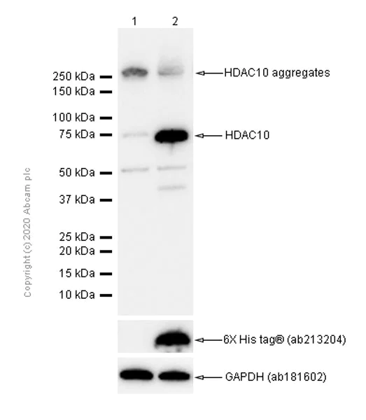 Western blot - Anti-HDAC10 antibody [EPR3576] - BSA and Azide free (AB247718)