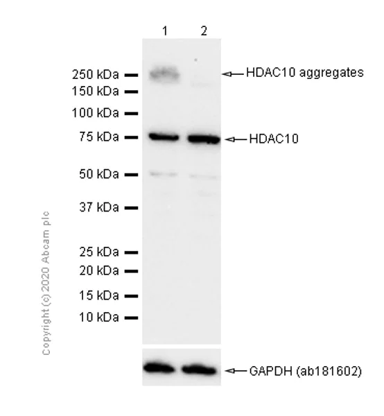Western blot - Anti-HDAC10 antibody [EPR3576] - BSA and Azide free (AB247718)