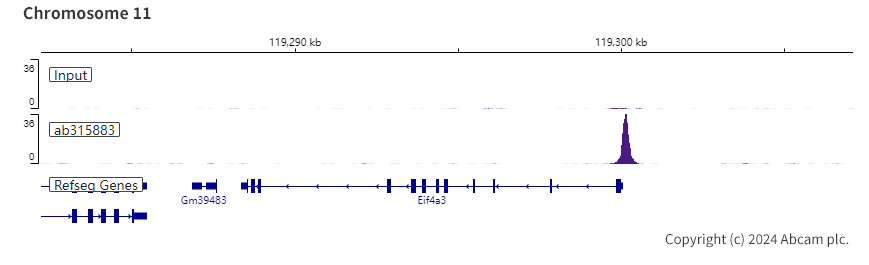 ChIP-sequencing - Anti-HDAC11/HD11 antibody [EPR26890-83] (AB315883), expandable thumbnail