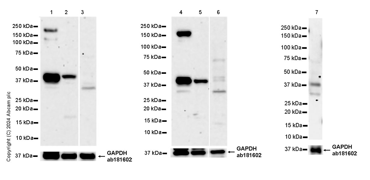 Western blot - Anti-HDAC11/HD11 antibody [EPR26890-83] (AB315883), expandable thumbnail